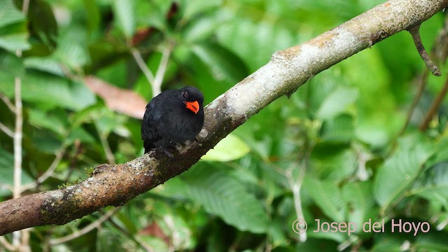 Black-fronted Nunbird - ML621283098