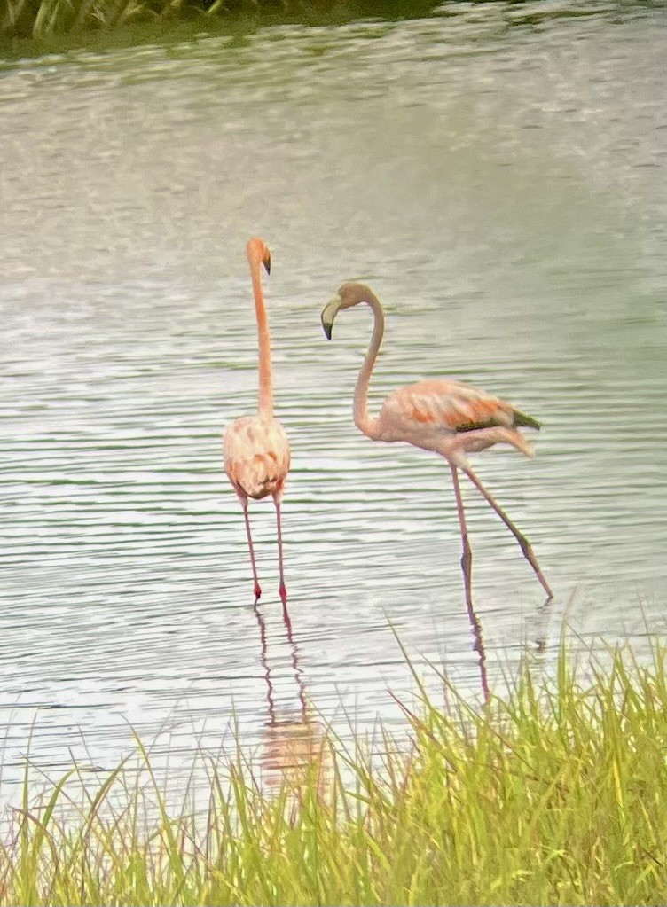 Flamant des Caraïbes - ML621283148
