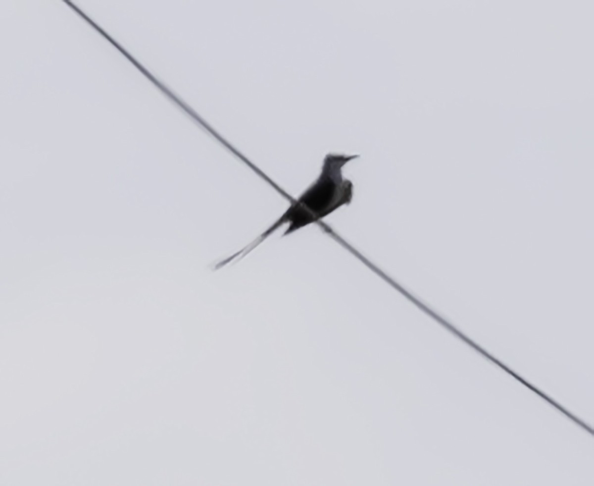 Scissor-tailed Flycatcher - ML621283256