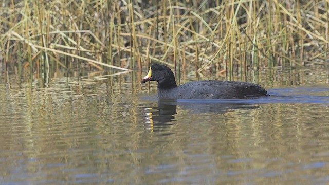 Giant Coot - ML621283286