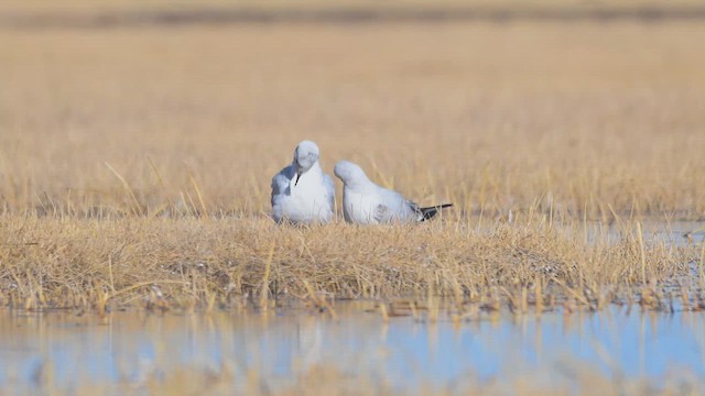 Andean Gull - ML621283707