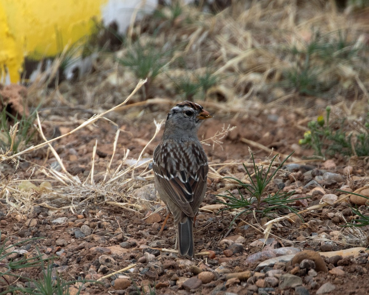 Bruant à couronne blanche - ML621283875