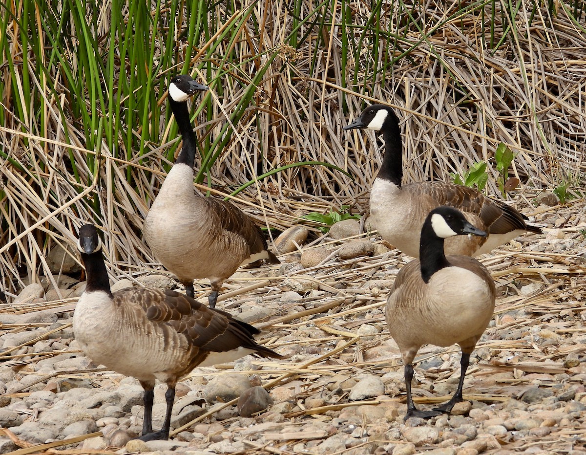 Canada Goose - ML621284132