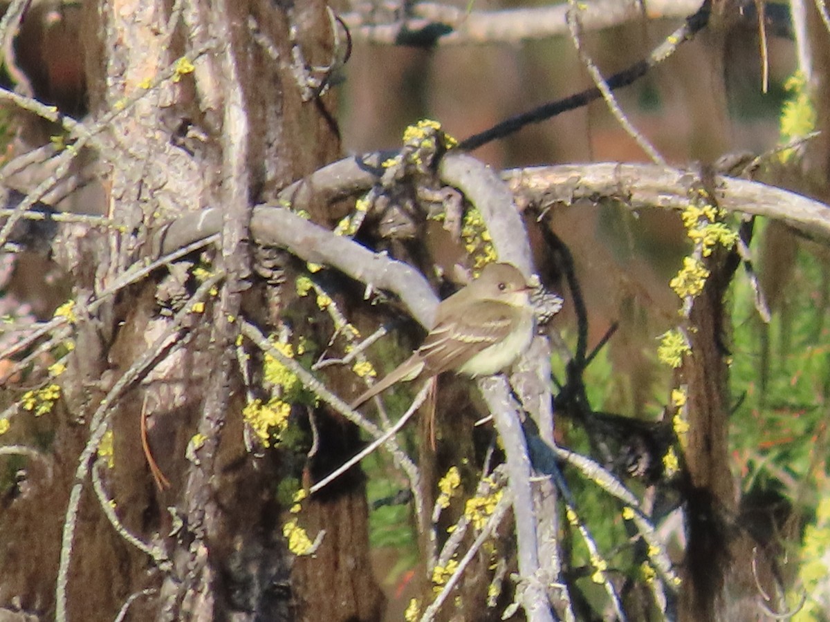 Least Flycatcher - Eric Pratt