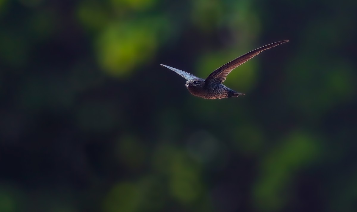 Gray-rumped Swiftlet - Collocalia marginata - Media Search - Macaulay ...