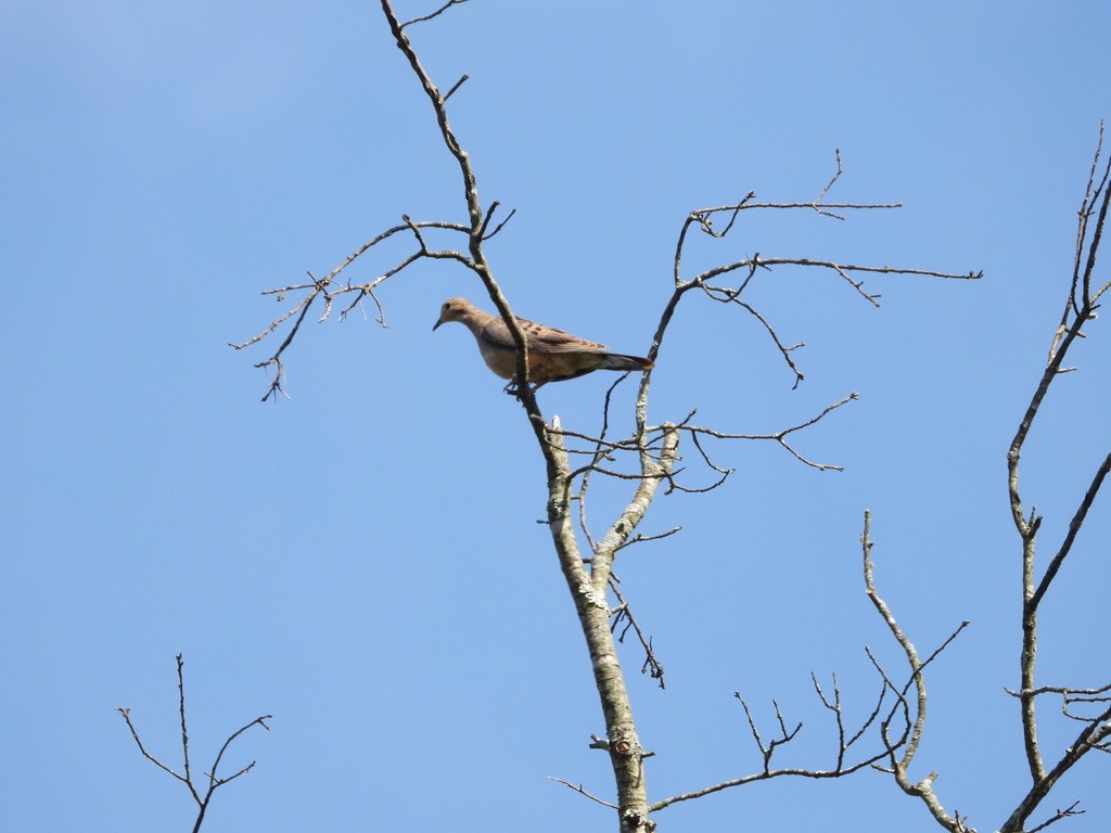 Mourning Dove - ML621284455