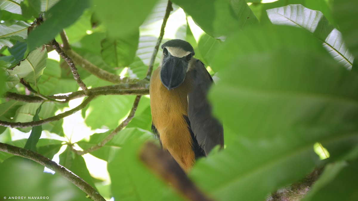 Boat-billed Heron - ML621284541