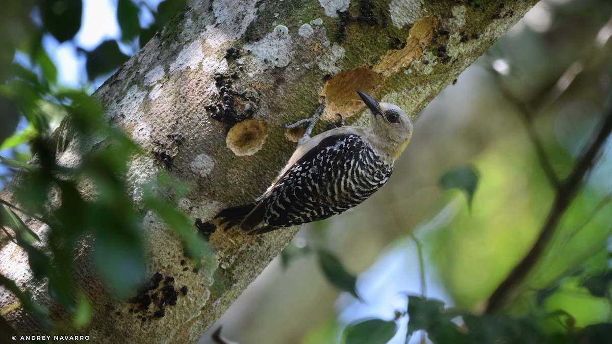 Hoffmann's Woodpecker - ML621284565