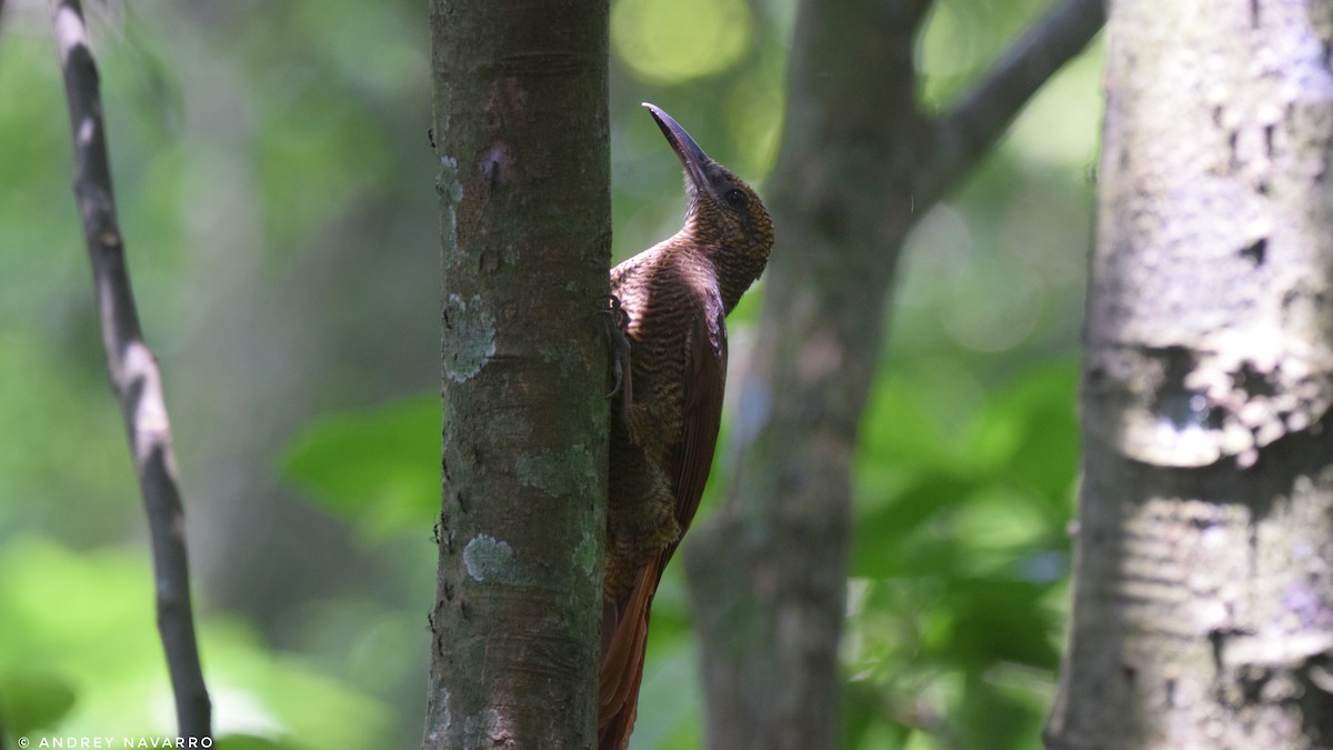 Northern Barred-Woodcreeper - ML621284577