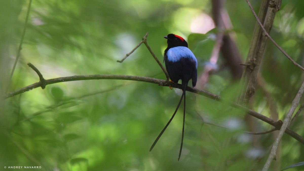 Long-tailed Manakin - ML621284586