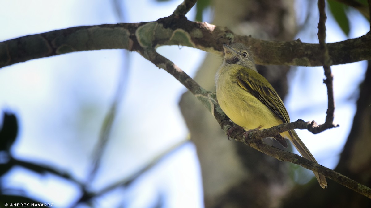 Yellow-olive Flatbill - ML621284593