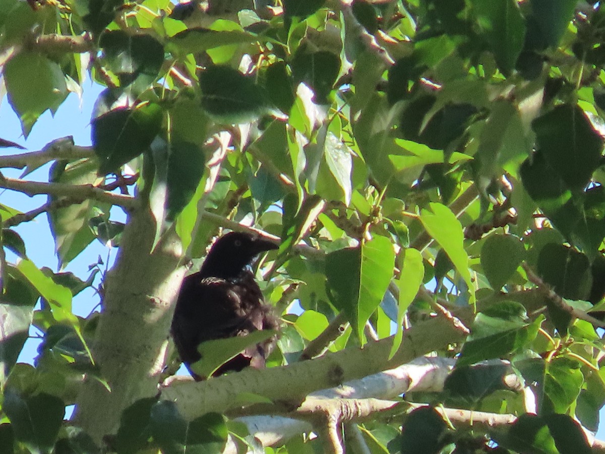 Common Grackle - Eric Pratt