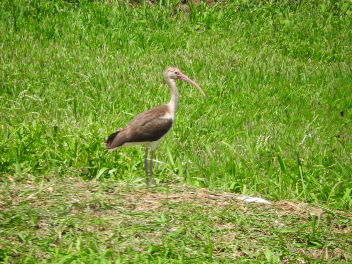 White Ibis - ML621284856