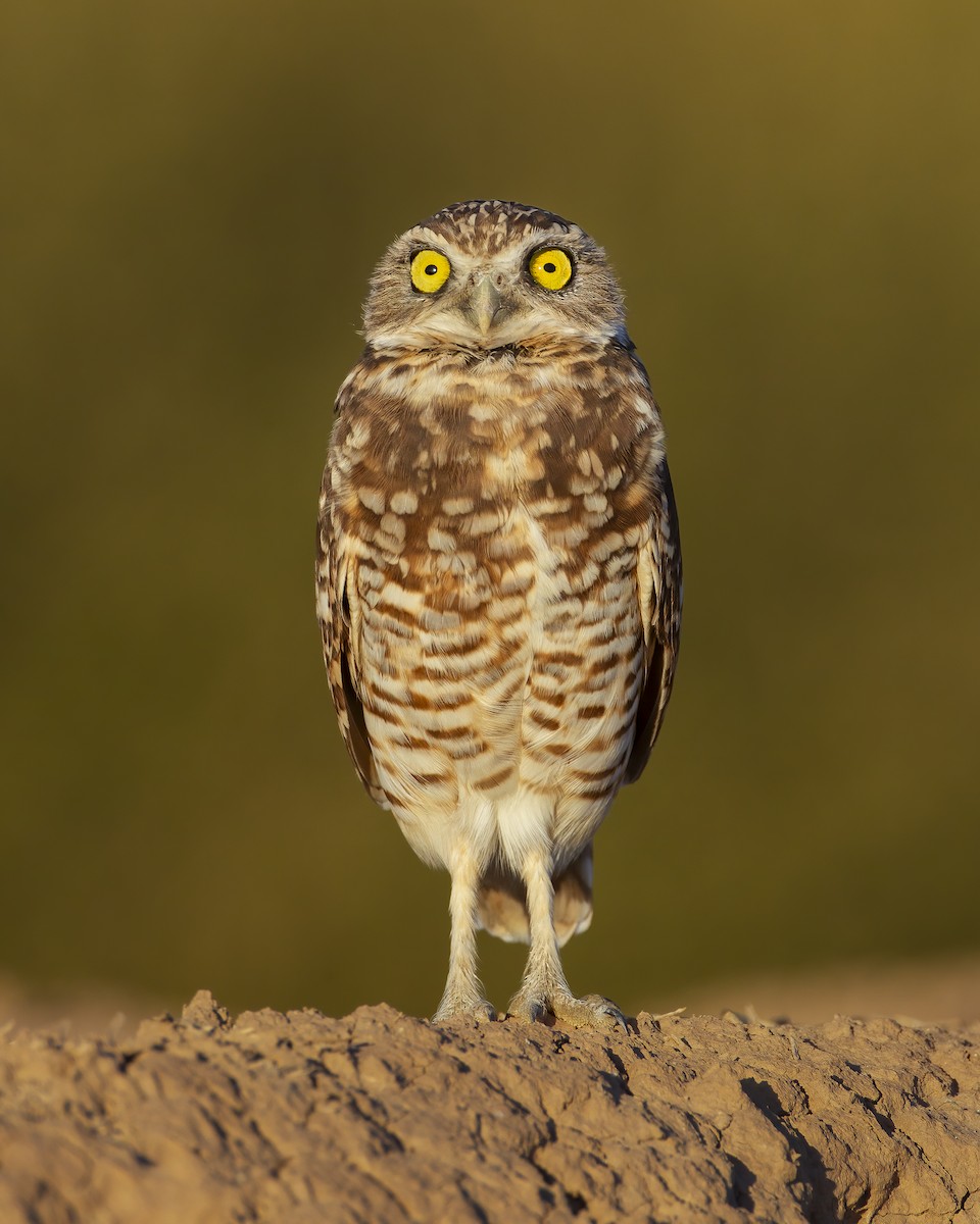 Burrowing Owl - ML621285032