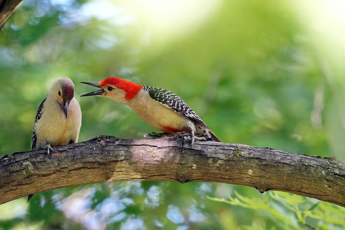 Red-bellied Woodpecker - ML621285107