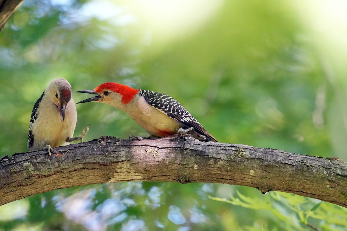 Red-bellied Woodpecker - ML621285115