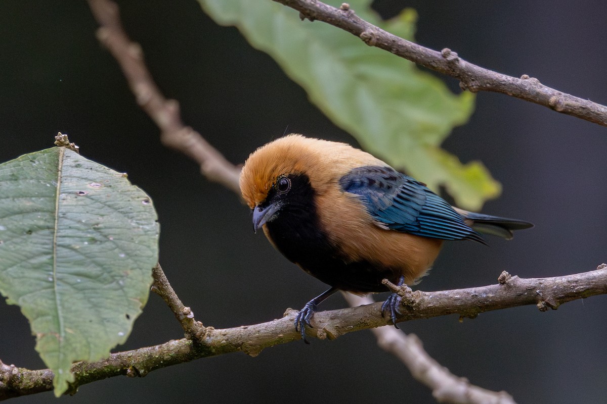 Burnished-buff Tanager - ML621285130