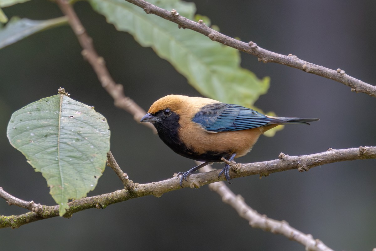 Burnished-buff Tanager - ML621285131
