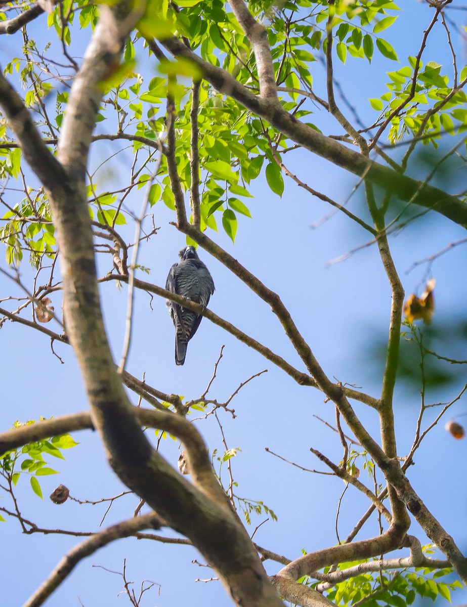 Bar-bellied Cuckooshrike (Philippine) - ML621285137