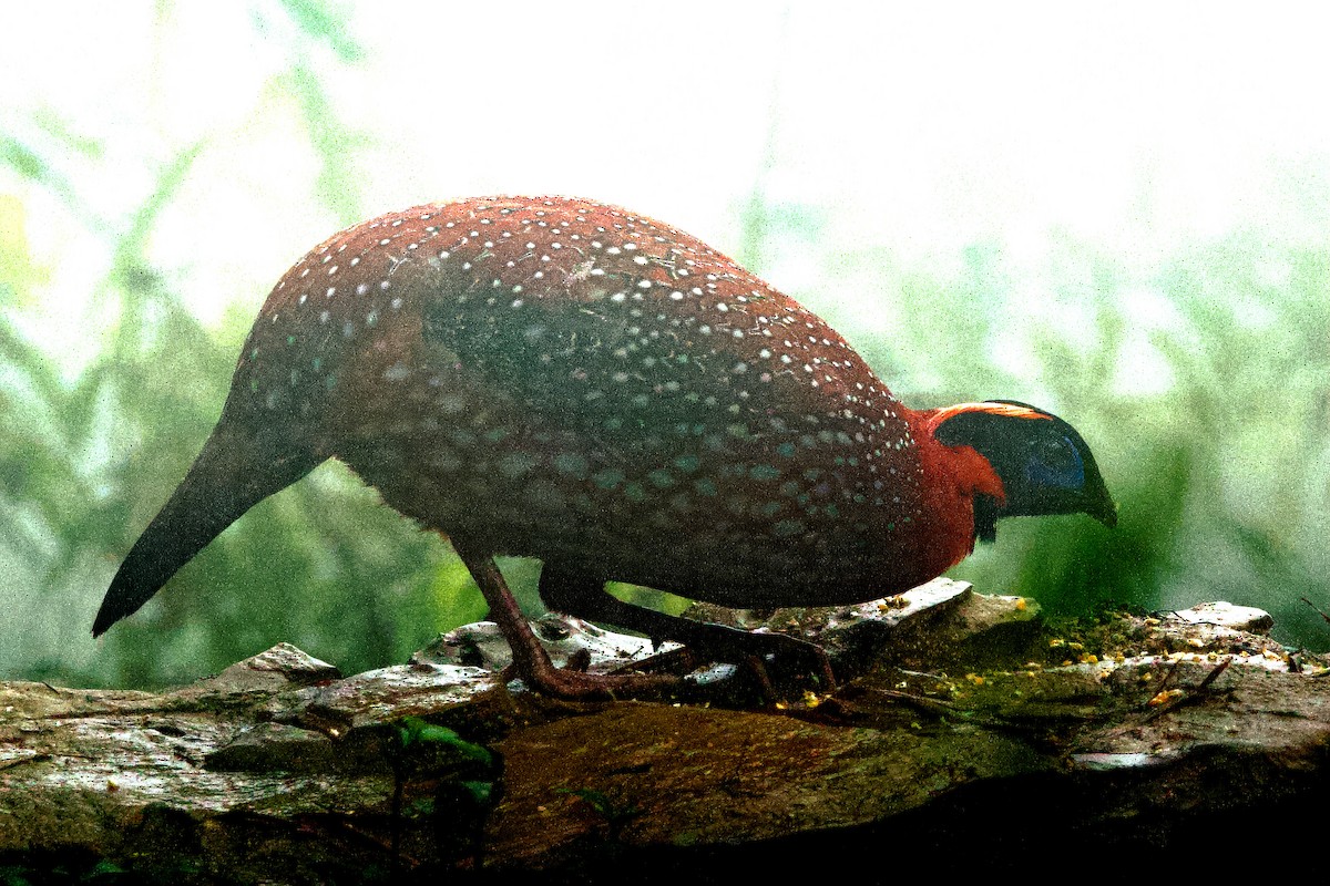 Temminck's Tragopan - ML621285225