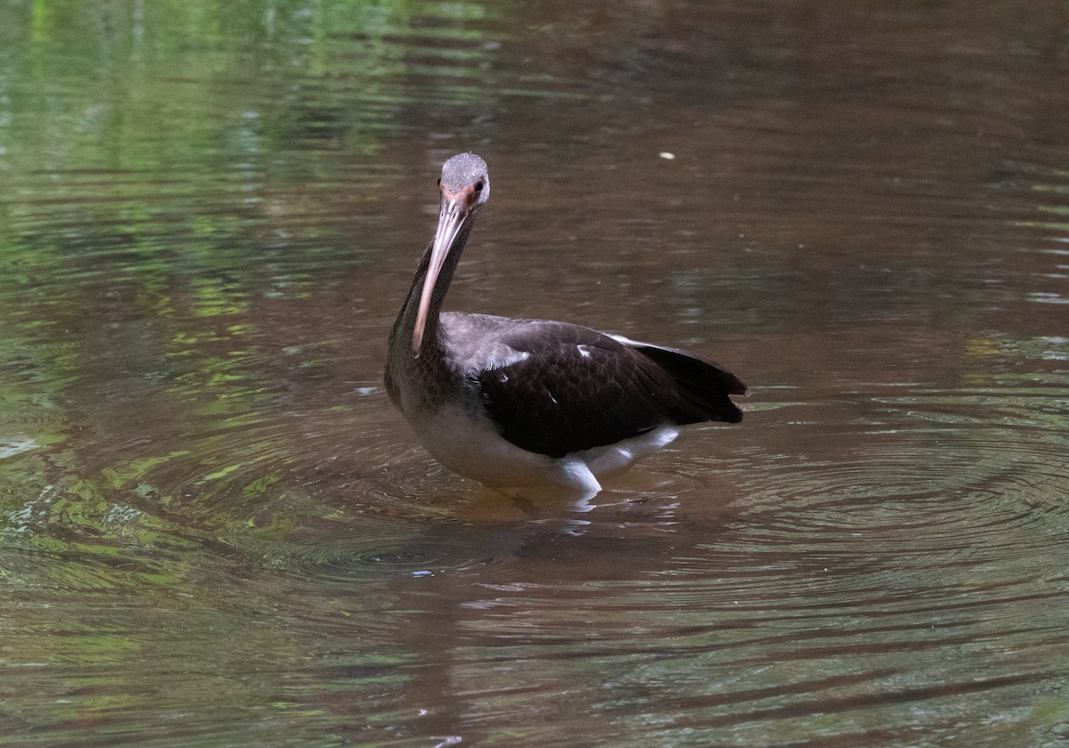 White Ibis - ML621285302