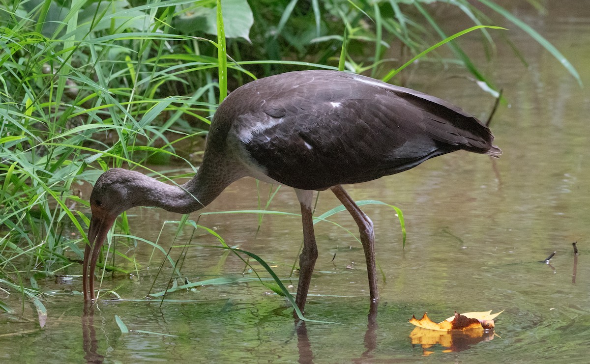 White Ibis - ML621285303