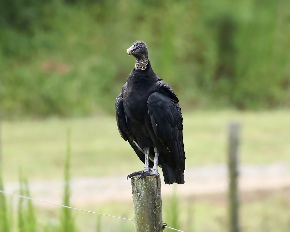 Black Vulture - ML621285395