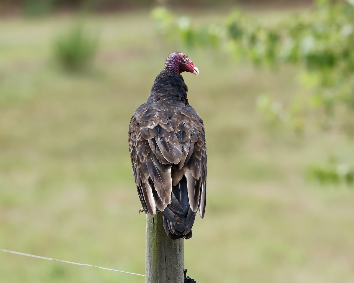 Turkey Vulture - ML621285401