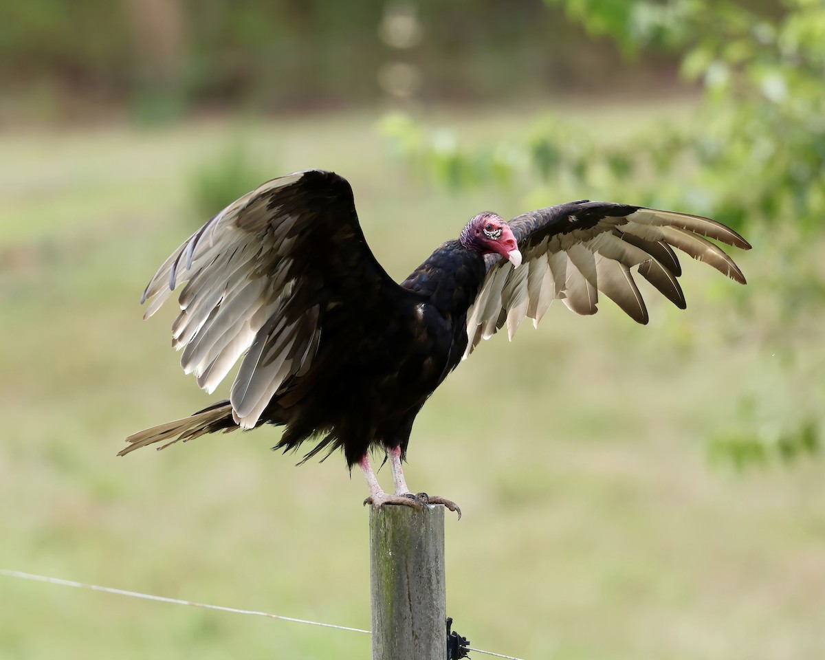 Turkey Vulture - ML621285402