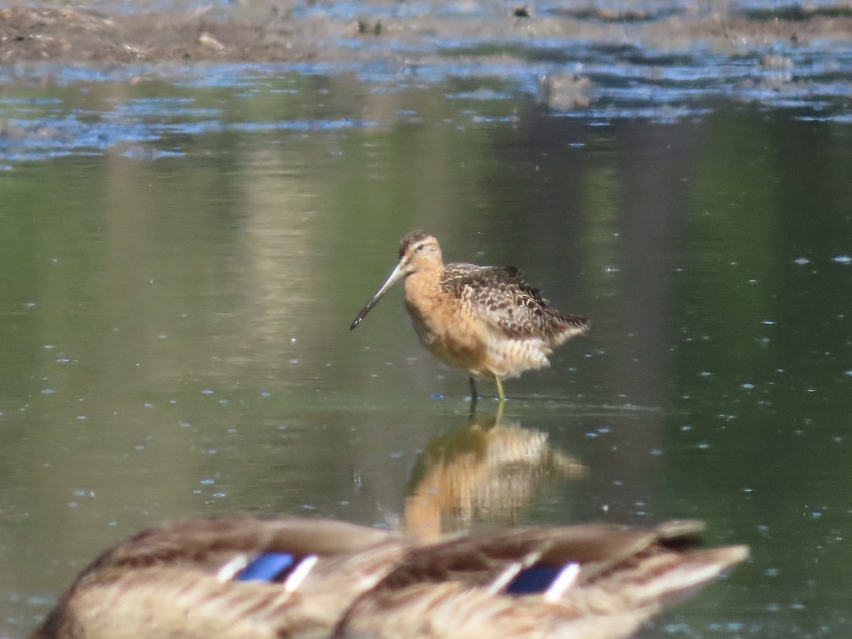 長嘴半蹼鷸 - ML621285450