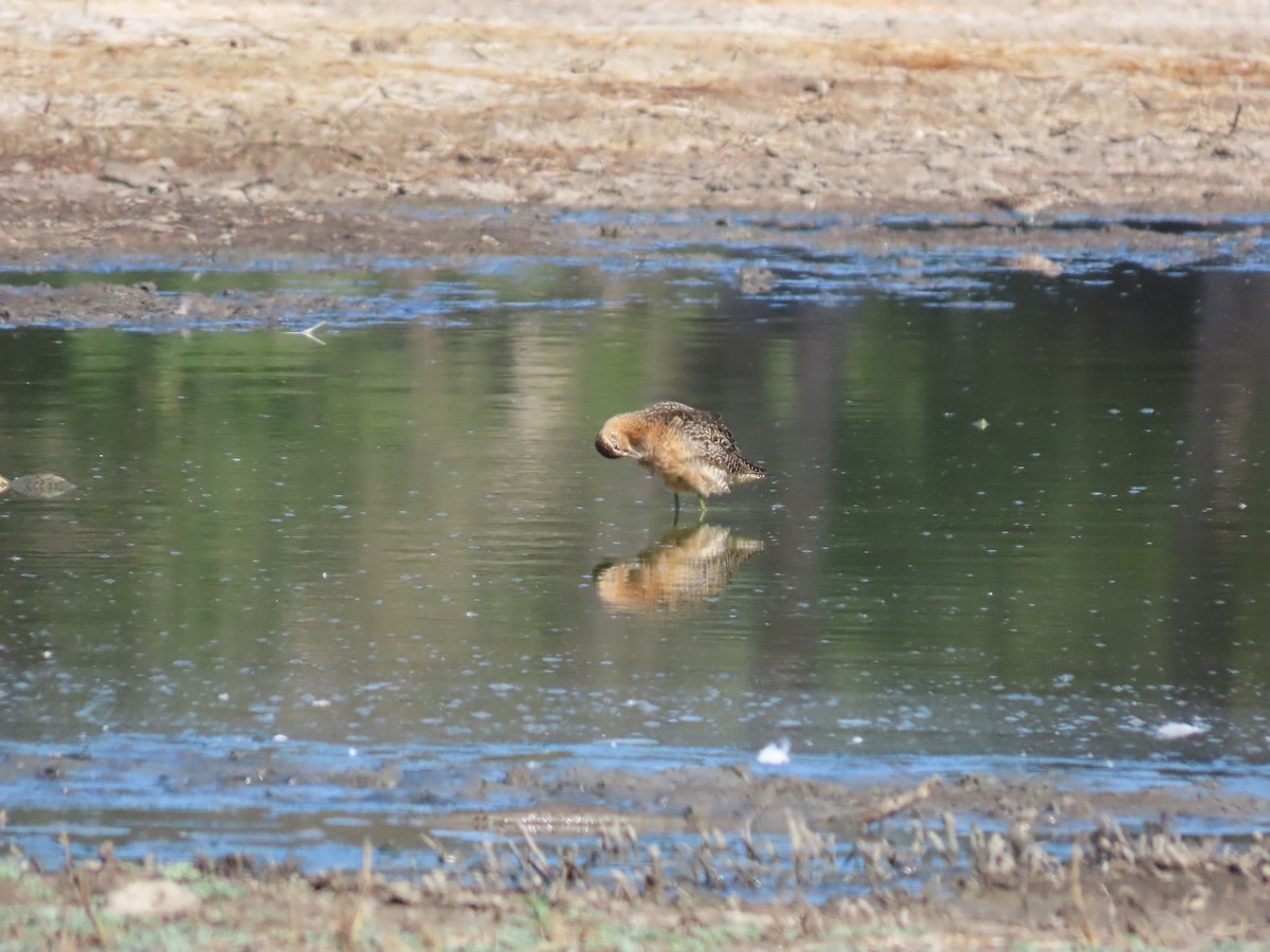 Long-billed Dowitcher - ML621285459