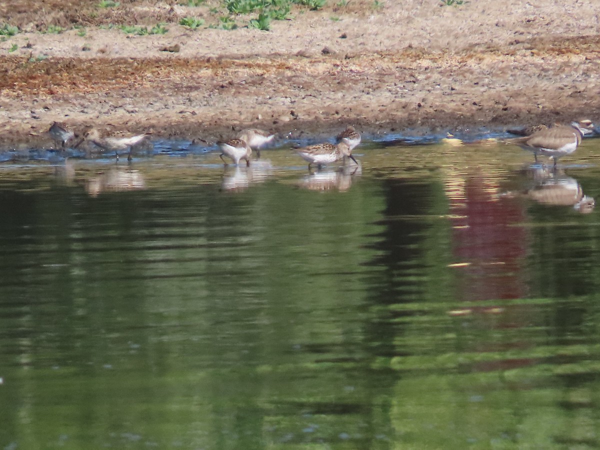 Western Sandpiper - ML621285550