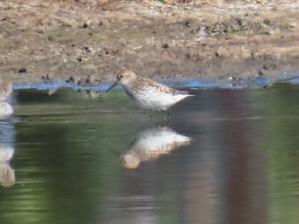 Western Sandpiper - ML621285556