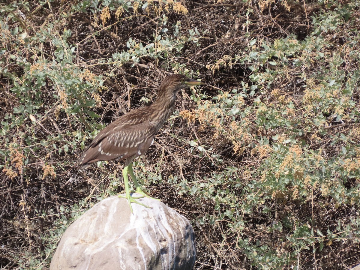 Green Heron - ML621285598