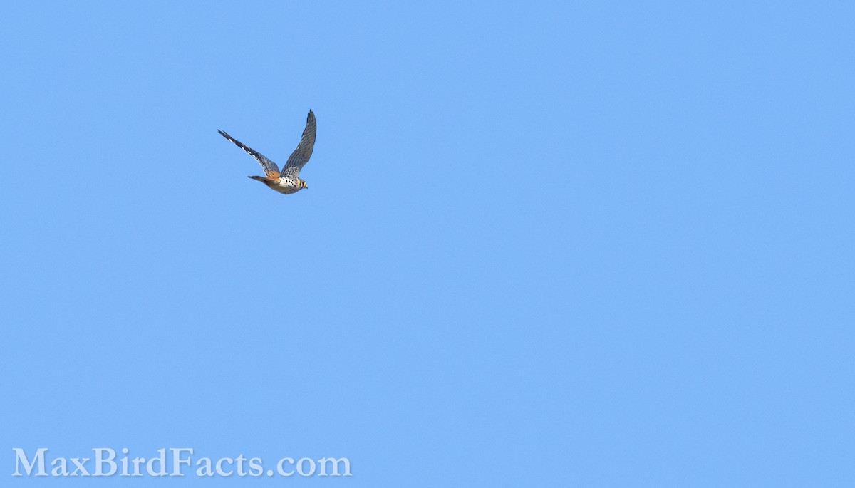 American Kestrel - ML621285646