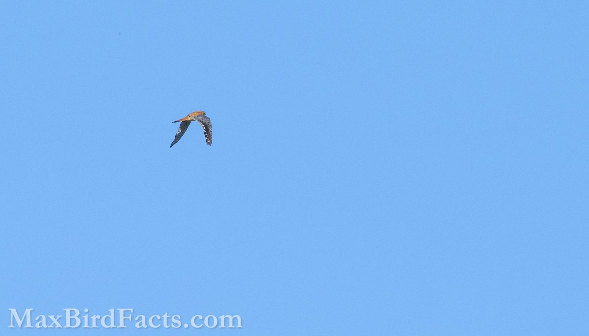 American Kestrel - ML621285647