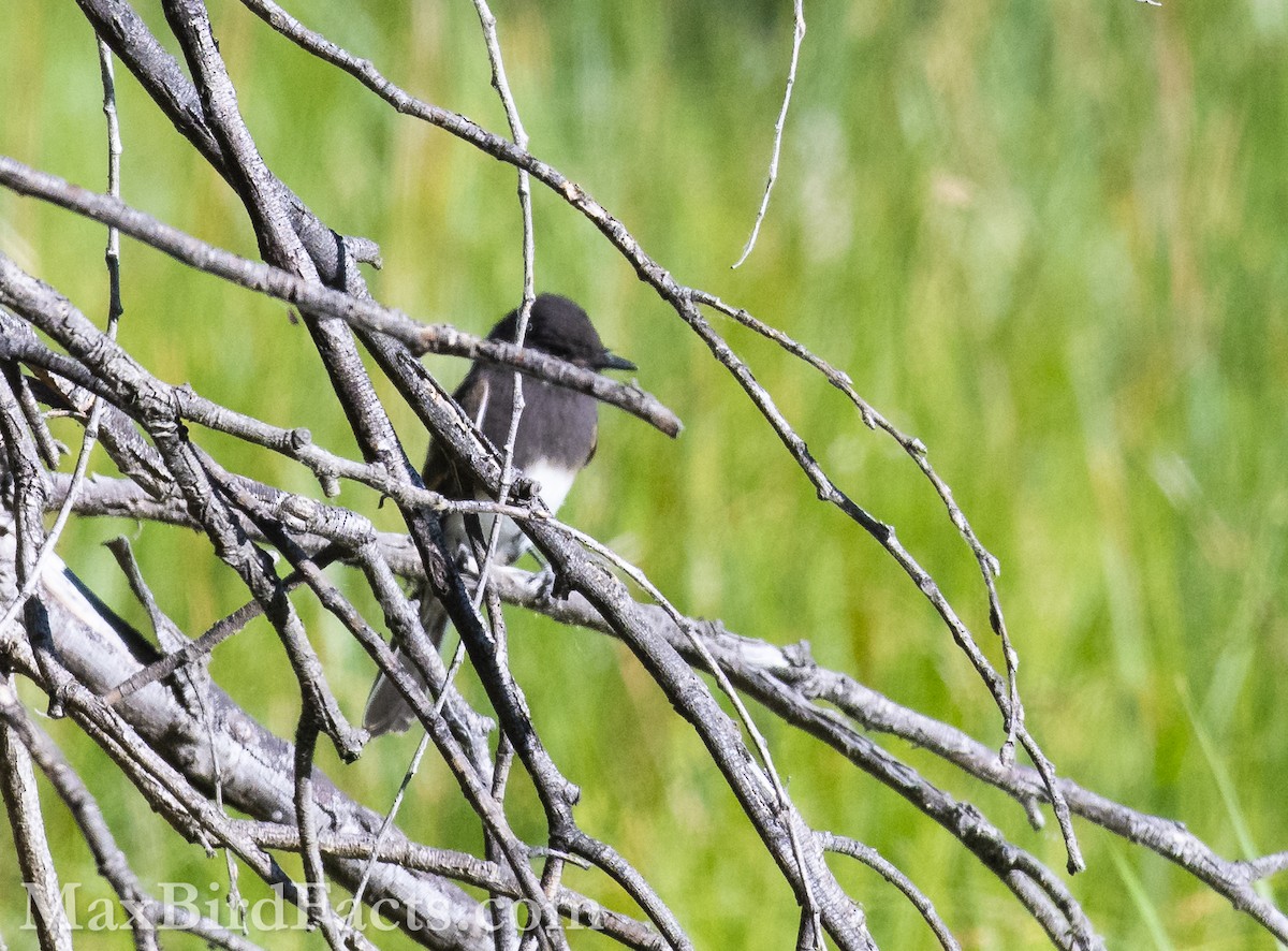 Black Phoebe - ML621285649