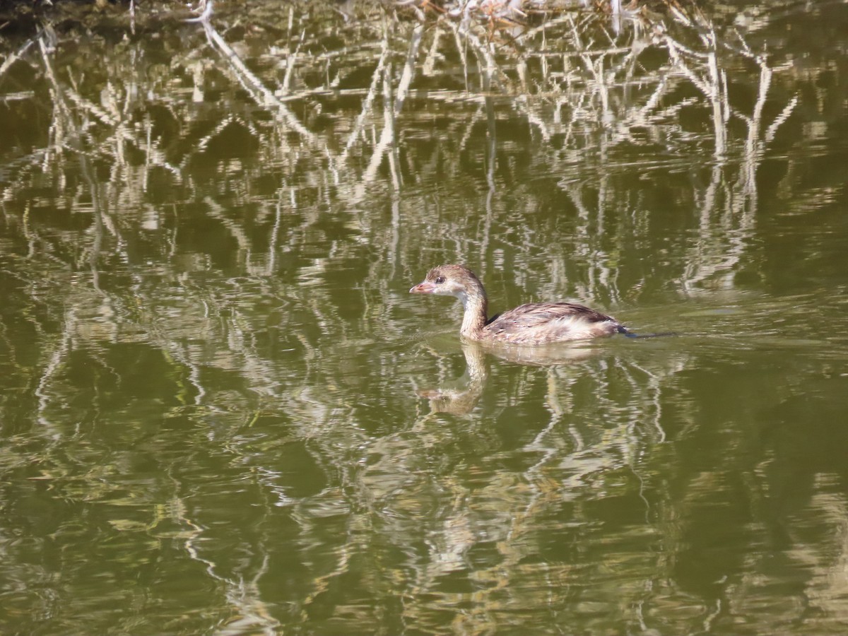 Pied-billed Grebe - ML621285651
