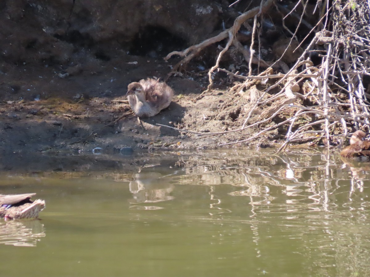 Pied-billed Grebe - ML621285655