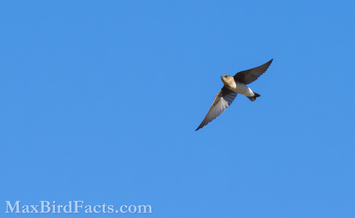 Northern Rough-winged Swallow - ML621285697