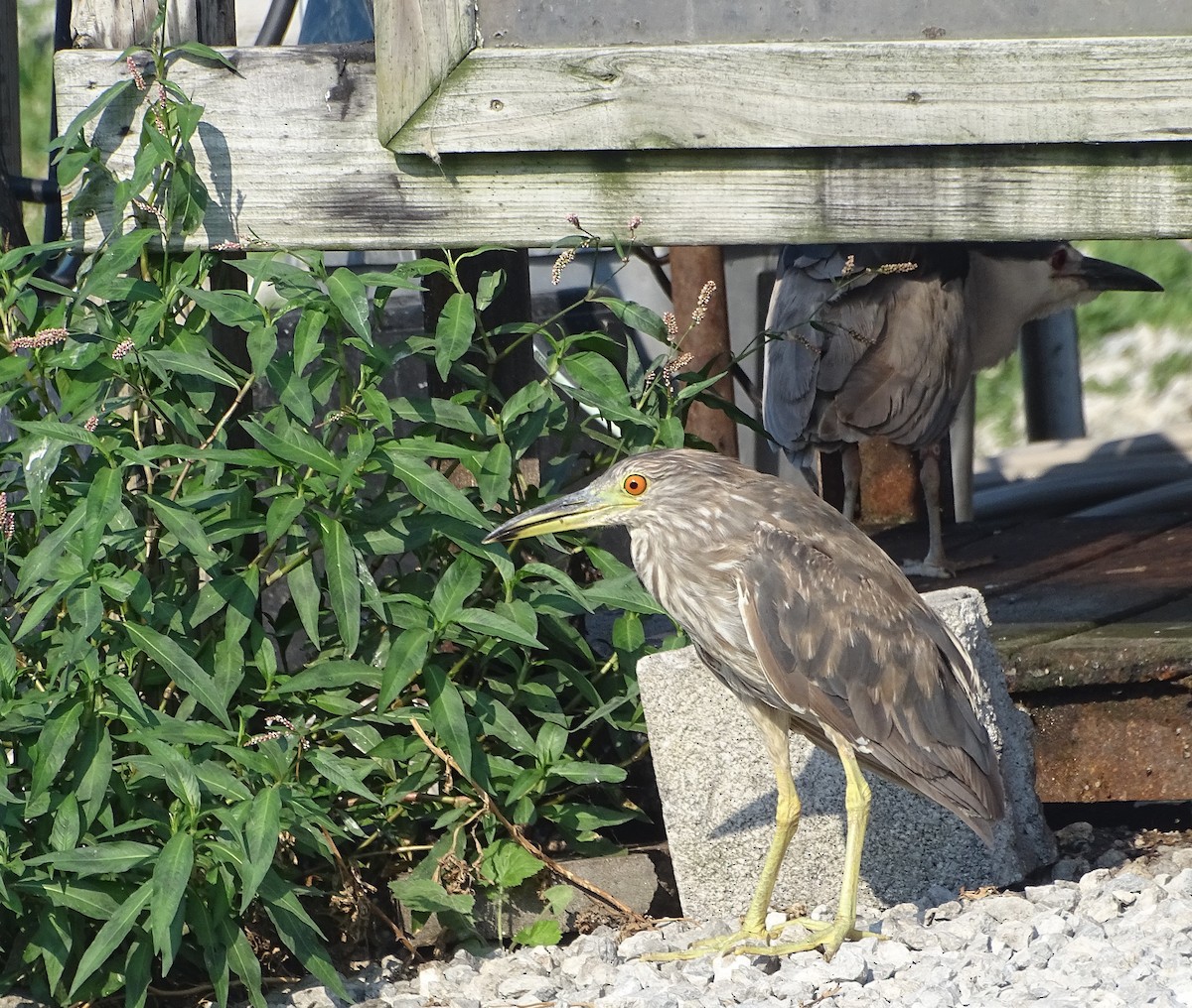 Black-crowned Night Heron - ML621285736