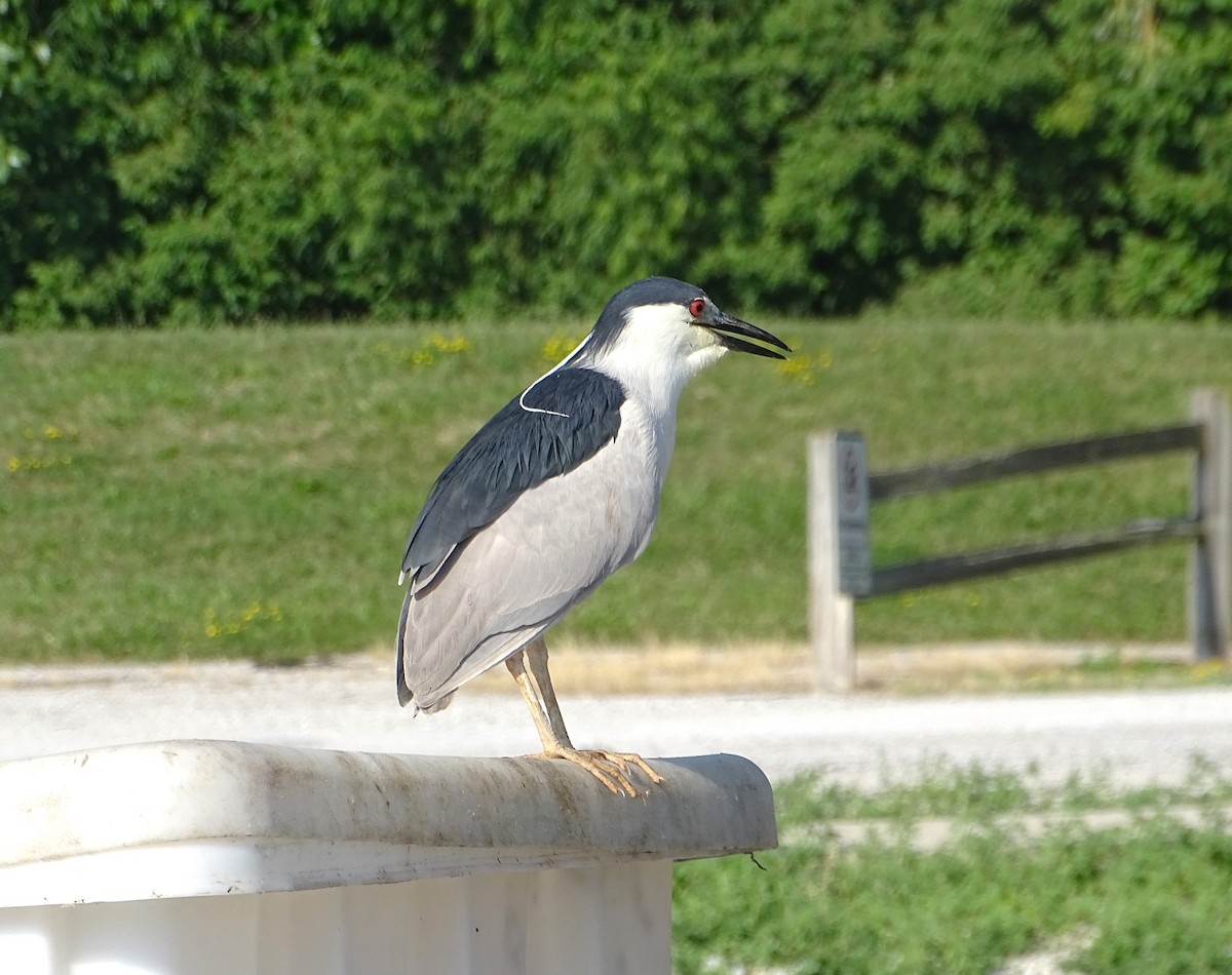 Black-crowned Night Heron - ML621285737