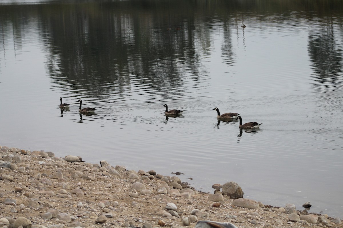 Canada Goose - ML621285830