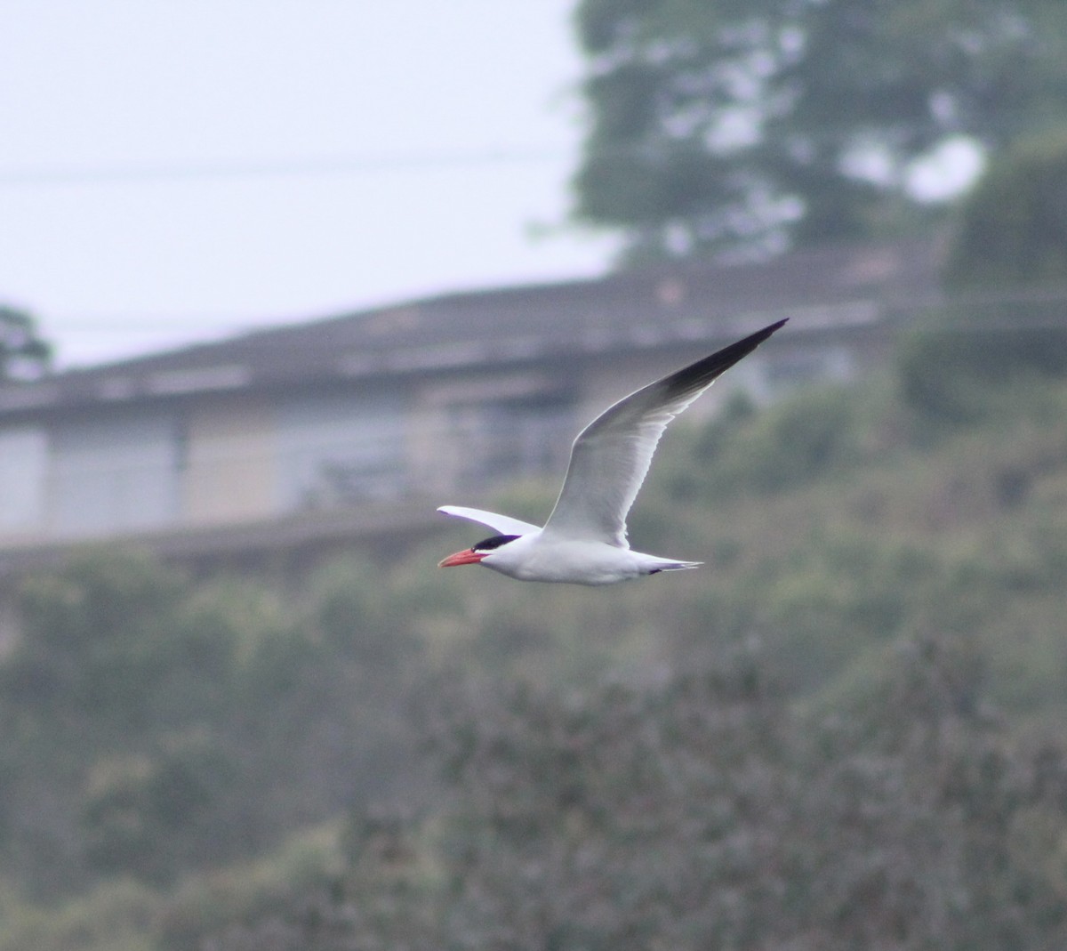 Caspian Tern - ML621285860