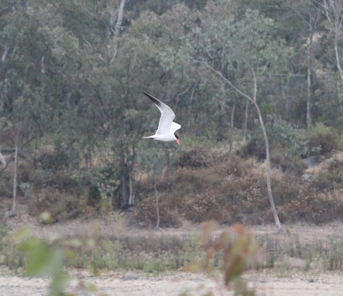 Caspian Tern - ML621285863