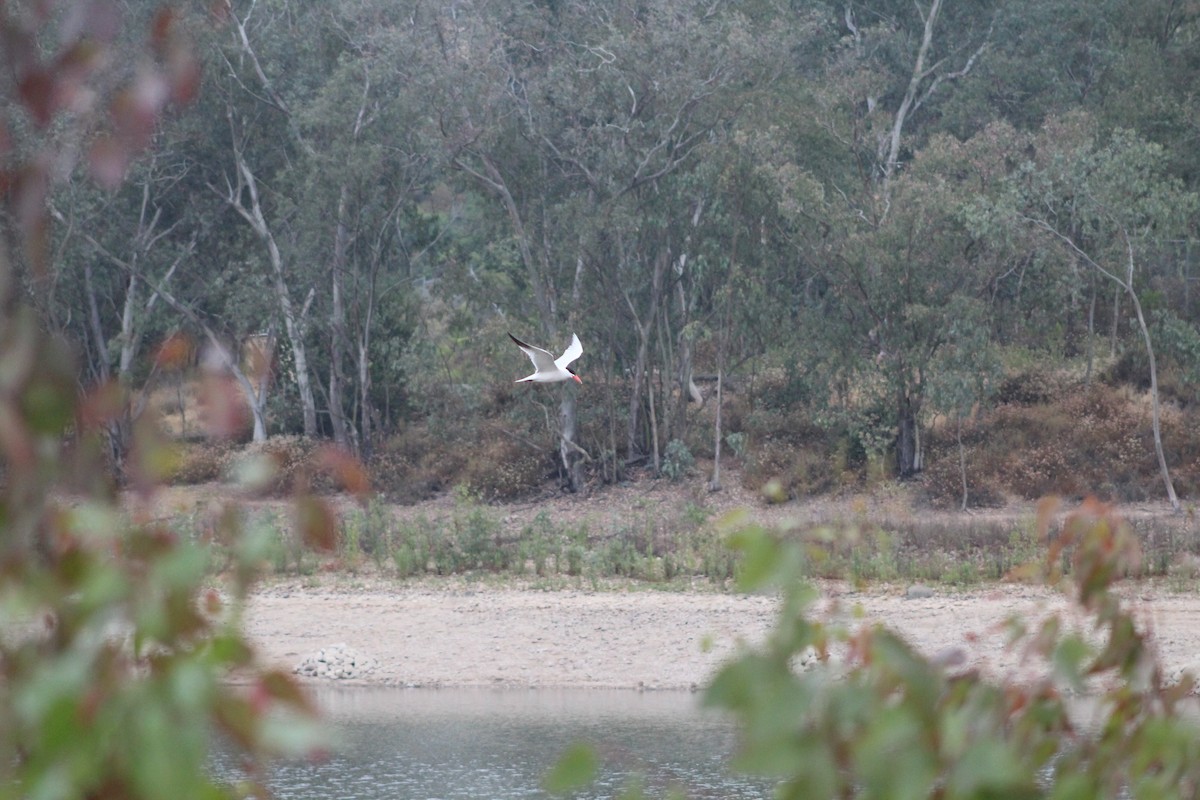 Caspian Tern - ML621285865