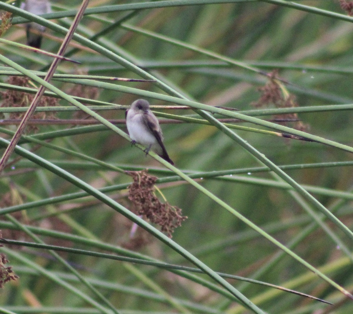 Northern Rough-winged Swallow - ML621285913