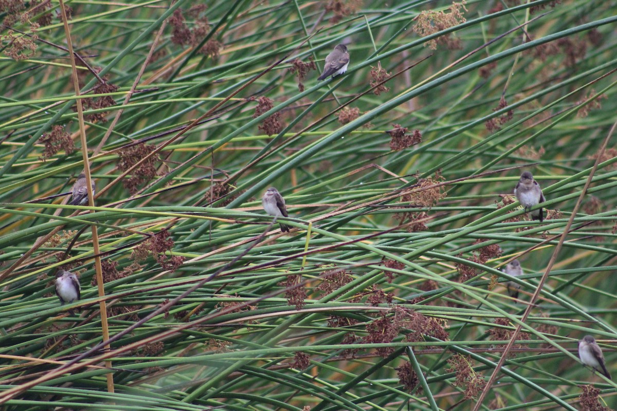 Northern Rough-winged Swallow - ML621285922