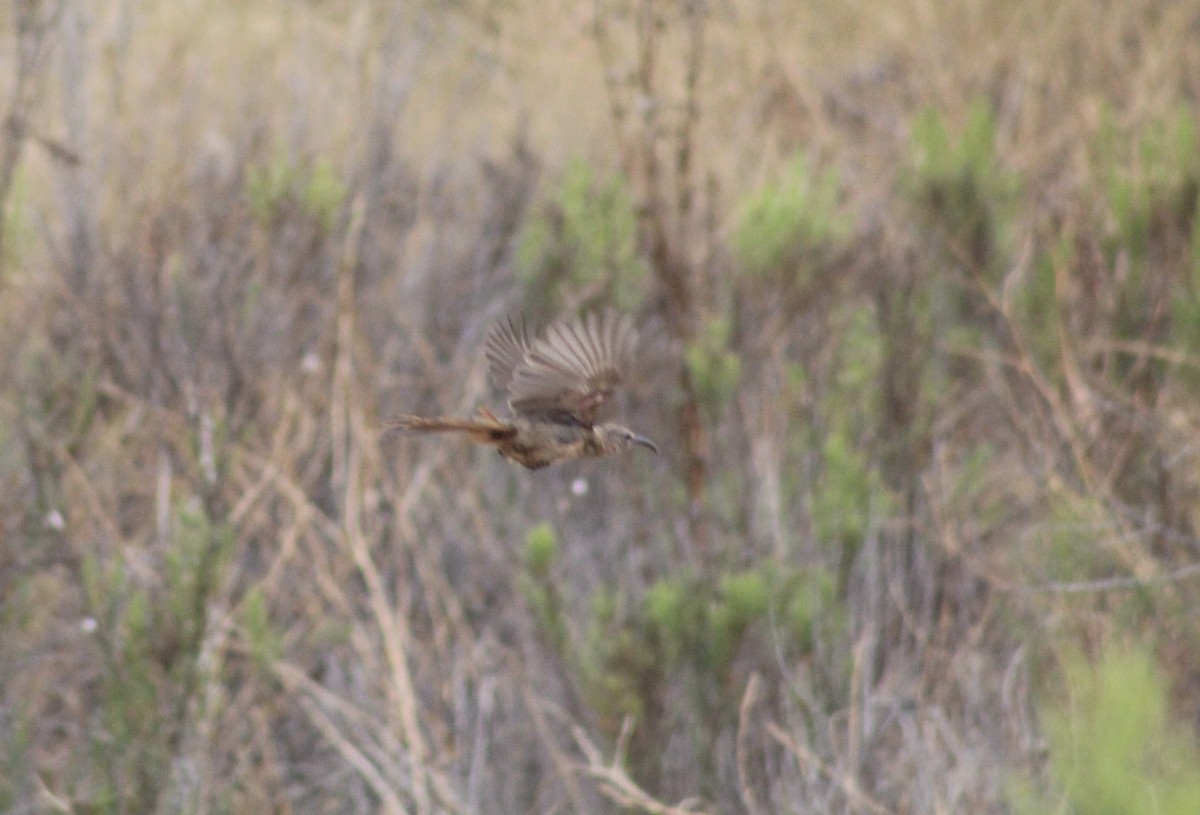 California Thrasher - ML621285944