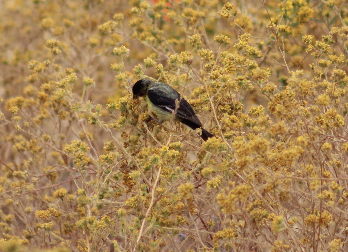 Lesser Goldfinch - ML621285961